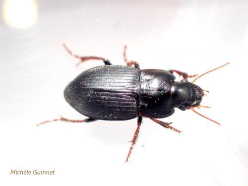 Réf. 280 550 : Harpalus tardus